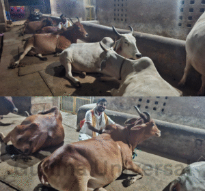 Gunina Universal - 2025-09-25T142433.889